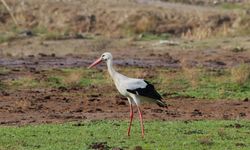 Aydın'da ilk leylek görüldü