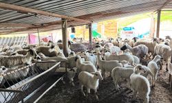 Aydın'da küçükbaş hayvancılığa destek geliyor