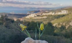 Aydın'da yetişiyor: İşte 'Ağlayan Gelinler'in hikayesi