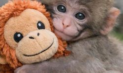 Bir peluşa sığdırılan anne sıcaklığı; 'Maymun Punch'
