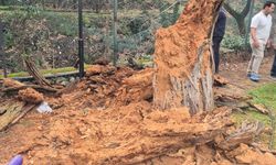 Bozdoğan'da ağaç devrildi: Babaanne ve torunu ölümden döndü