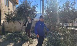 Buharkent’te kursiyerler zeytin ağaçları başında ter döktü