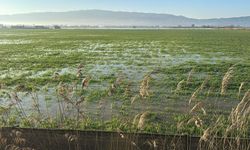 Büyük Menderes taştı: Binlerce dönüm tarım arazisi sular altında kaldı