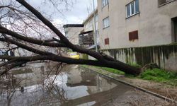 Aydın'da dut ağacı minibüsün üstüne devrildi