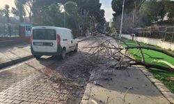 Aydın'da çürüyen ağaç yola devrildi, facia ucuz atlatıldı