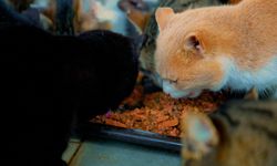 Didim Belediyesi’nden can dostlara sevgiyle hizmet