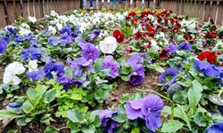 Efeler Belediyesi’nden çiçek düzenlemesi