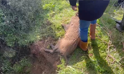 Nazilli'de mahsur kalan domuz böyle kurtarıldı