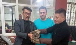 Aydın'da kahvehane camına çarpan baykuş rehabilitasyona alındı