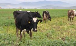 Karacasu'ya rahat nefes