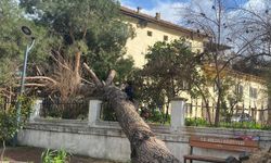 Koçarlı’da dev çam ağacı devrildi