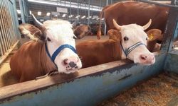 Köşk’te şap karantinası