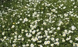 Kuşadası’nda 'Bahar' Doğa'ya dokundu