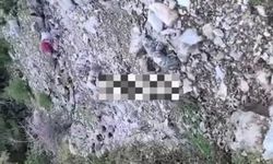 Kuşadası'nda kayalıklarda can pazarı