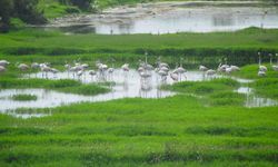 Mavi ile yeşilin buluştuğu kenti 'Bahar'ın renkleri sardı