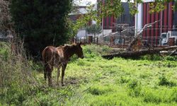 Sağanak altında 3 gün: Kimse sorumluluk almadı