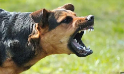 Bozdoğan’da dehşet: Köpek saldırısına uğrayan adam ağır yaralandı