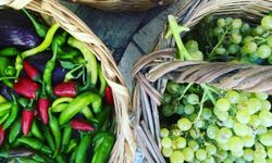 Söke Ovası’nda Türkiye'ye ''Pestisitsiz'' devrim