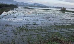 Söke’de aşırı yağışlar sonrası tarım alanlarında hasar tespiti