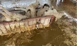 Aydın'da acı görüntü: 10 koyun telef oldu