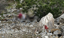 Aydın'da define vahşeti