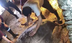 Veteriner Hekimleri Odası’ndan Aydın’daki vahşete suç duyurusu