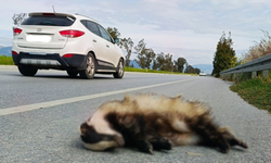 Aydın'da aracın çarptığı porsuk telef oldu