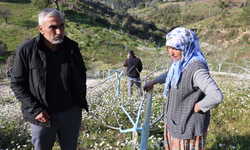 Koçarlı'da yüzlerce zeytin ve incir ağacını katletmişti: Yakalandı