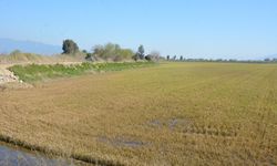 Taşkın suları çekildi, Koçarlı Ovası sarardı