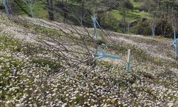 Koçarlı’da katliam: 7 vatandaşın ağaçları kesildi