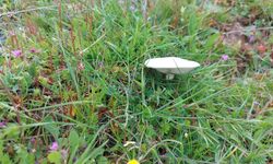 Yağışlar sonrası doğa patladı: Arıcılar umutlandı