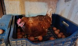 Artan kiralar şehirden kaçırdı: 32 yaşında bunları başardı