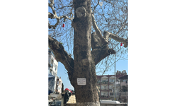 Aydın'da 100 yaşındaki ağaca bu yapılır mı?