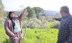 Koçarlı'da ağaç katliamının şüphelisi komşu serbest kaldı