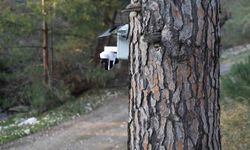 Aydın'da altın değerindeki künara kameralı önlem