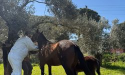 Aydın’da at ve eşeklerden numune alınıyor