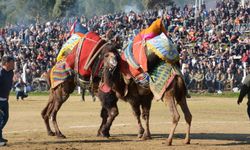 Aydın'da deve güreşleri başlıyor: Tarihler belli oldu