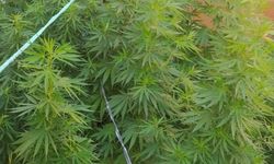 Aydın'da evini zehir serasına çeviren şahıs tutuklandı