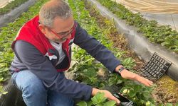 Aydın’da hasat öncesi çilek bahçeleri kontrol edildi