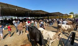 Aydın’da hayvan pazarları açıldı