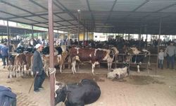 Aydın’da hayvan pazarlarında yeni dönem