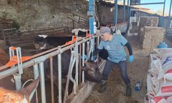 Aydın’da şap ve hastalıklara karşı aşılama çalışmaları sürüyor