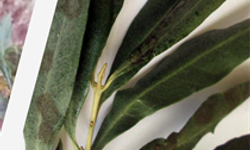 Aydın’da zeytin üreticilerine kritik uyarı