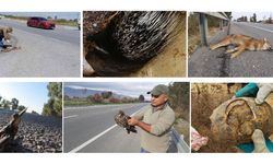 Aydın’ın ölüm yolu: Yüzlerce hayvan can verdi