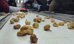 Aydın’ın ‘sarı altını’ değer kazanıyor