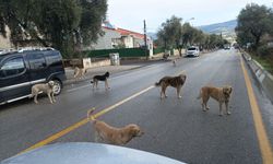 Başkan Büyükyapıcı: "Köpekleri toplamaya başladık"