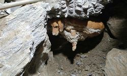 Betona sıkışan can dostuna AKUT'tan yardım eli