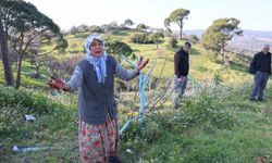 Aydın'da böyle öfke görülmedi: Bir gecede yüzlerce incir ve zeytin ağacını kestiler