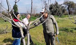 Bozdoğan İlçe Tarım ve Orman Müdürlüğü ekipleri ilek bahçesinde bakım yaptı