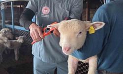 Bozdoğan’da aşı ve küpeleme çalışmaları sürüyor